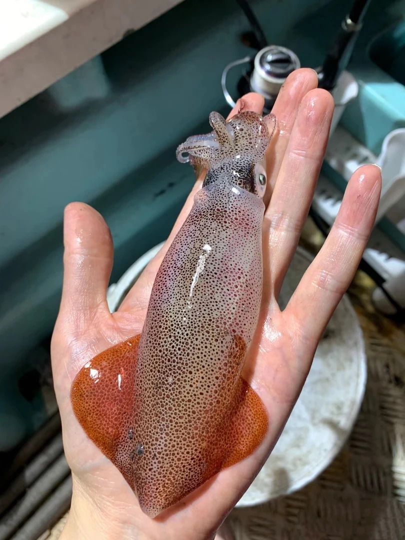 广东汕尾本港母管带籽爆膏鱿鱼 刺身级别 包脆包甜包不缩水