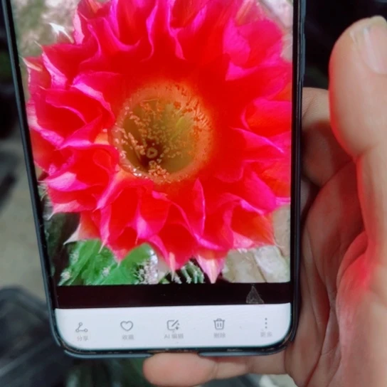下31金刚J5歪无根侧芽4公分左右20包邮