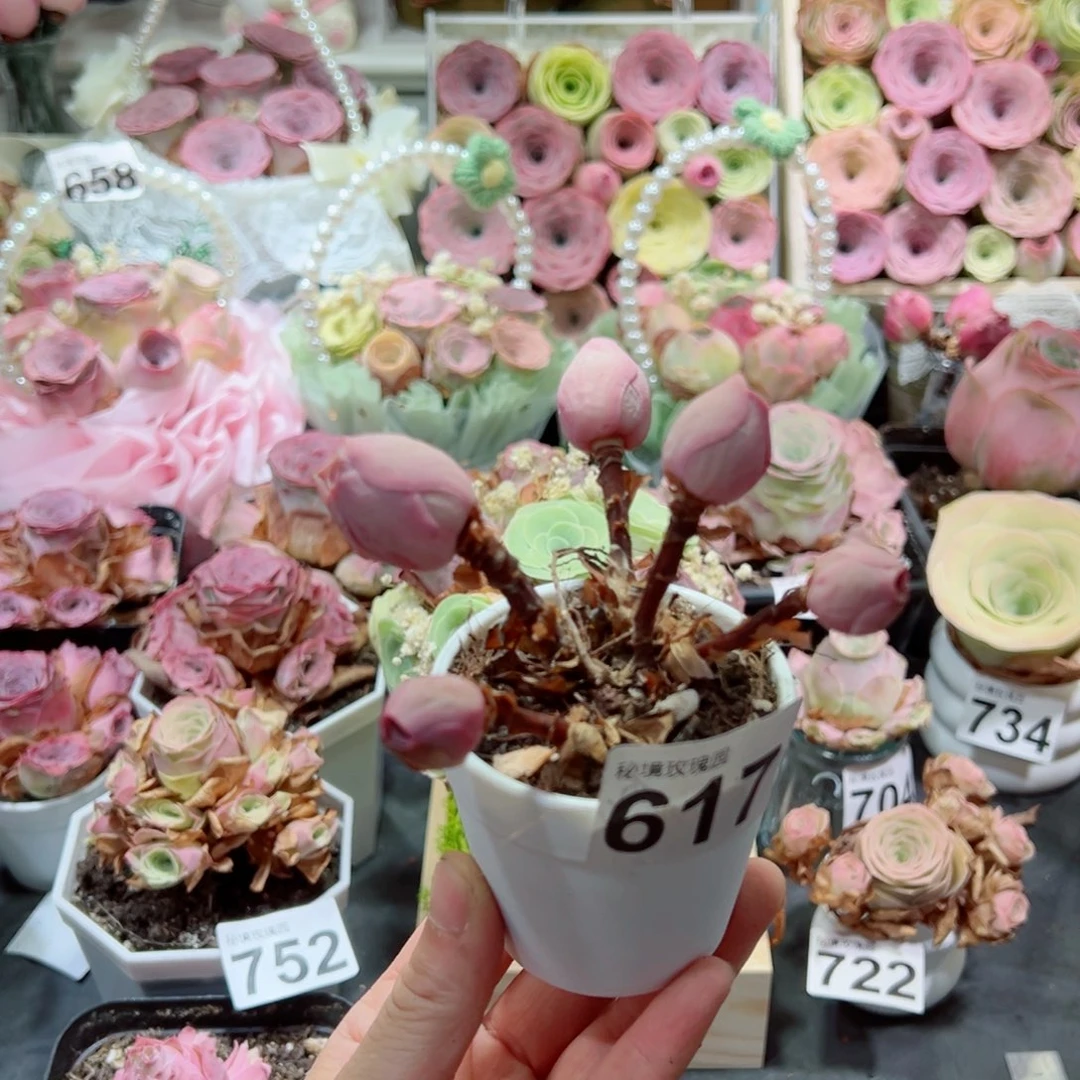 微***起617地中海花园飘枝群。  一物一拍