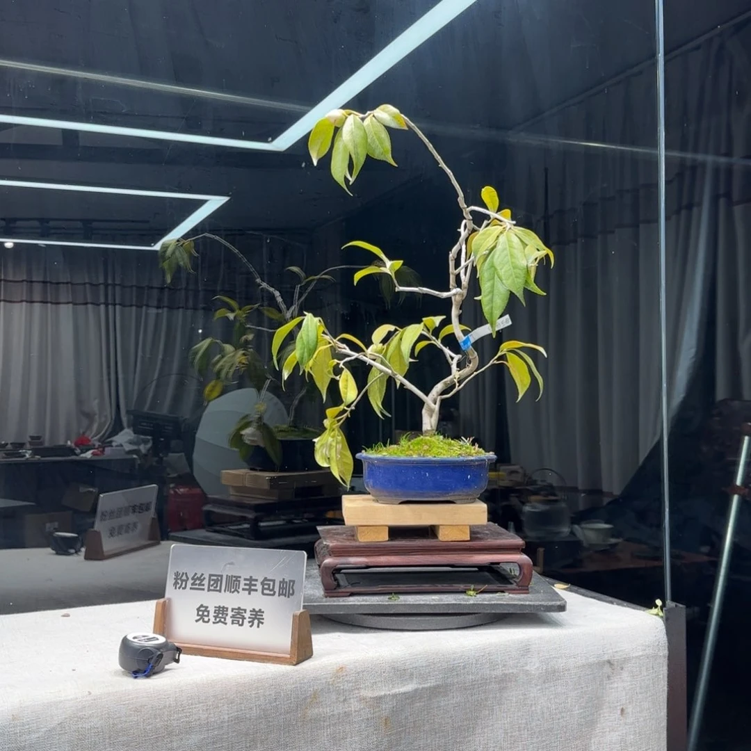 天****司花卉苗木花卉苗木