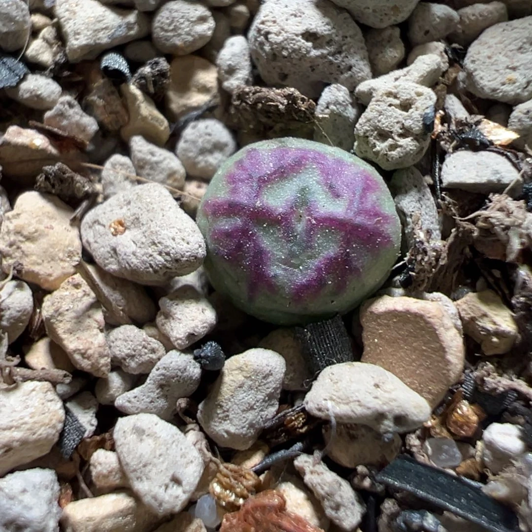 仙女棒杂交 浮雕肌肉纹