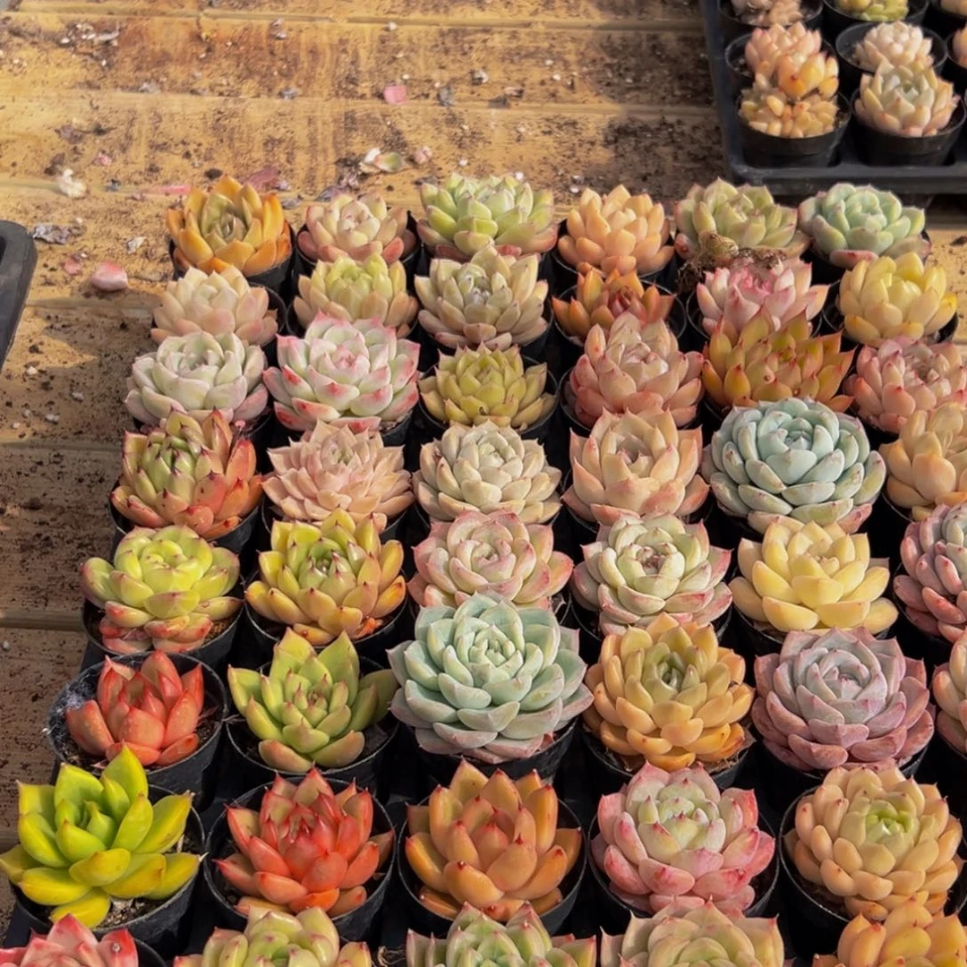 A***子914多肉葡萄的味道真的