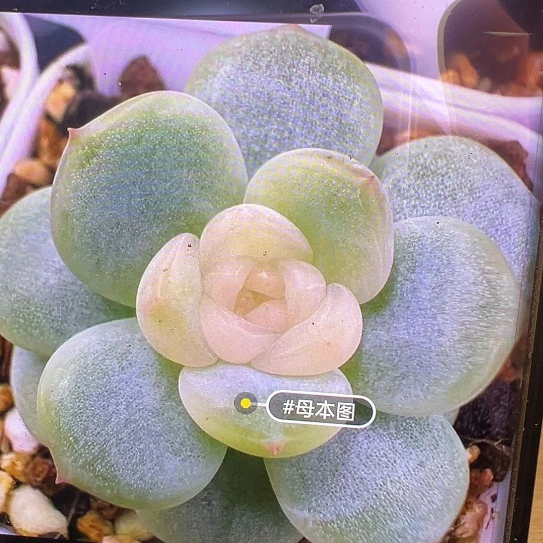 白心西米露状态图。