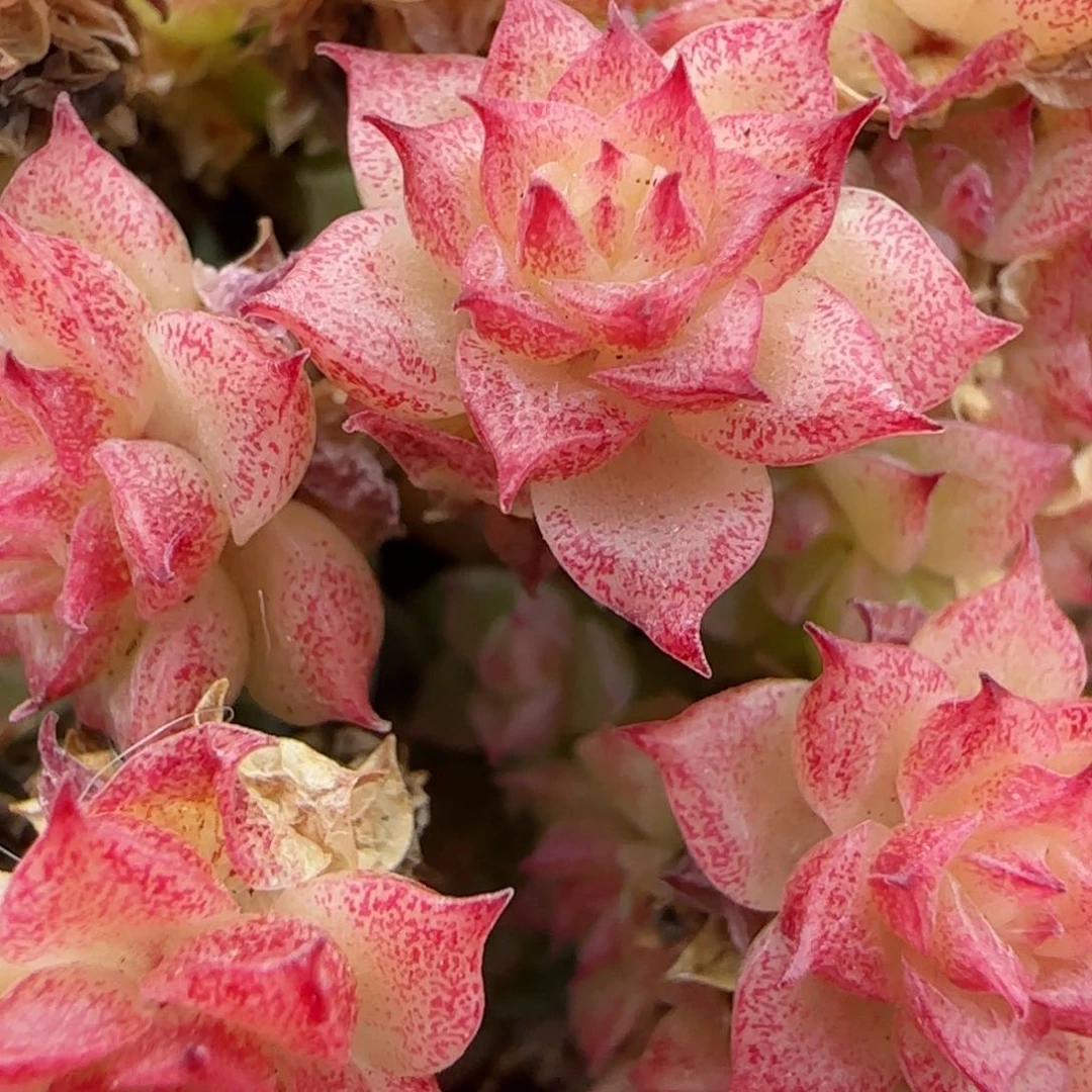 花语逸镜0203-412散