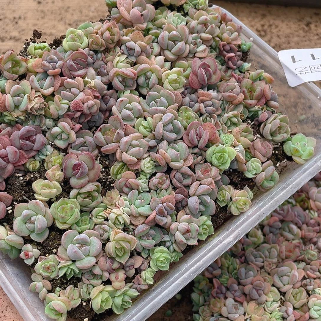 淳***娜多肉植物多肉植物11