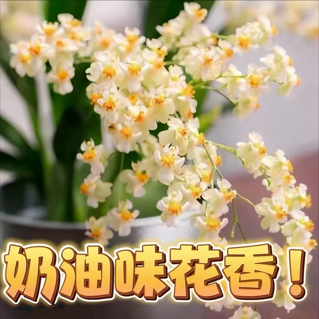 10花起大杯罗曼香（文心兰梦香兰）浓香好养