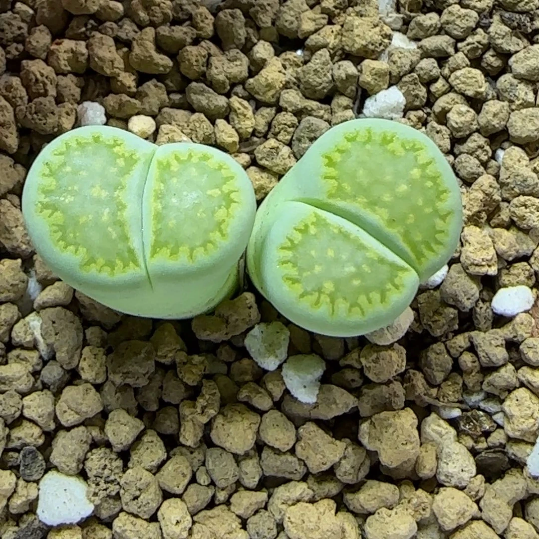 12.3 .c56绿福来.9036双头冠幅2.2cm