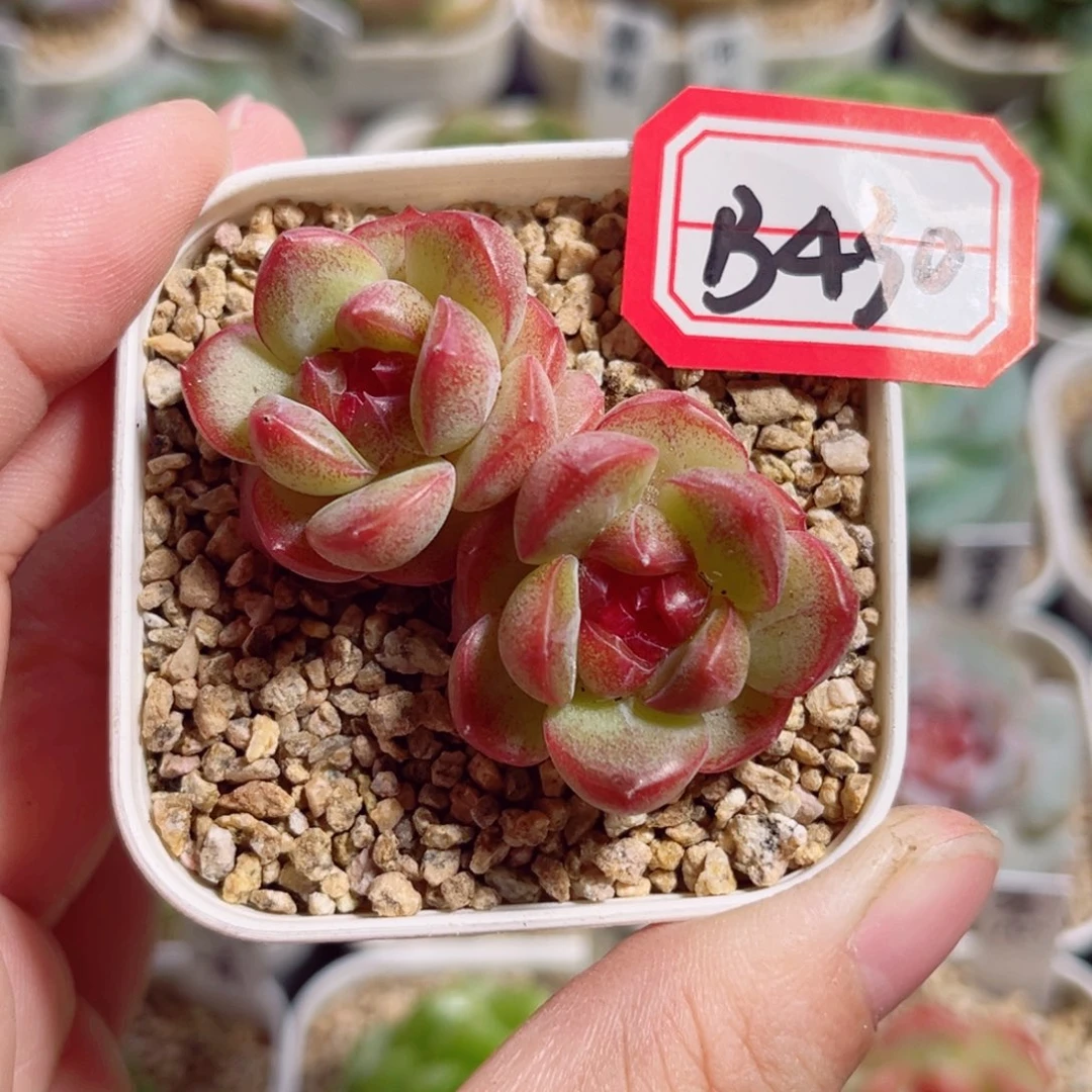 香***版B430 一物一拍 琴心