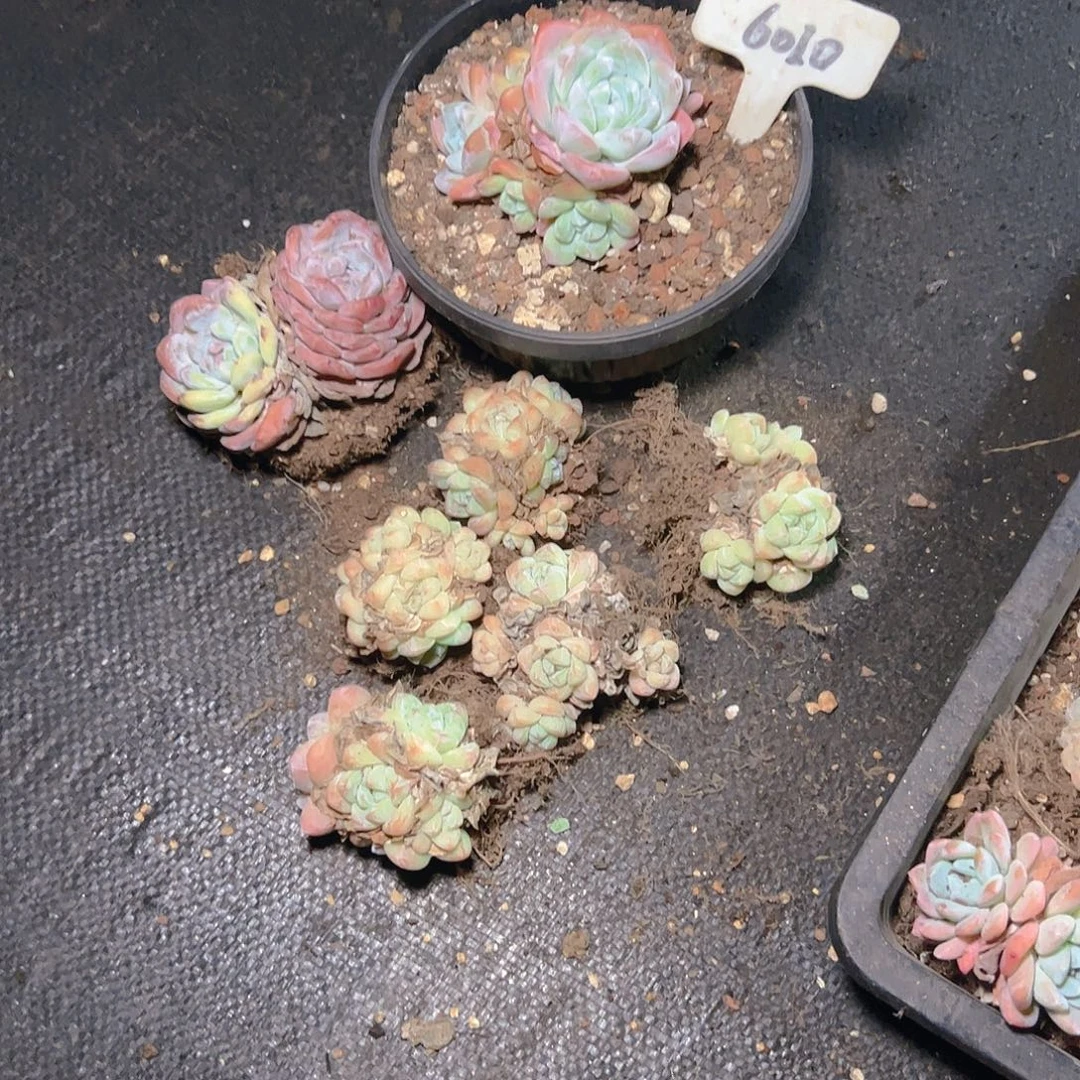 赠***深冰玉群框拍6010号