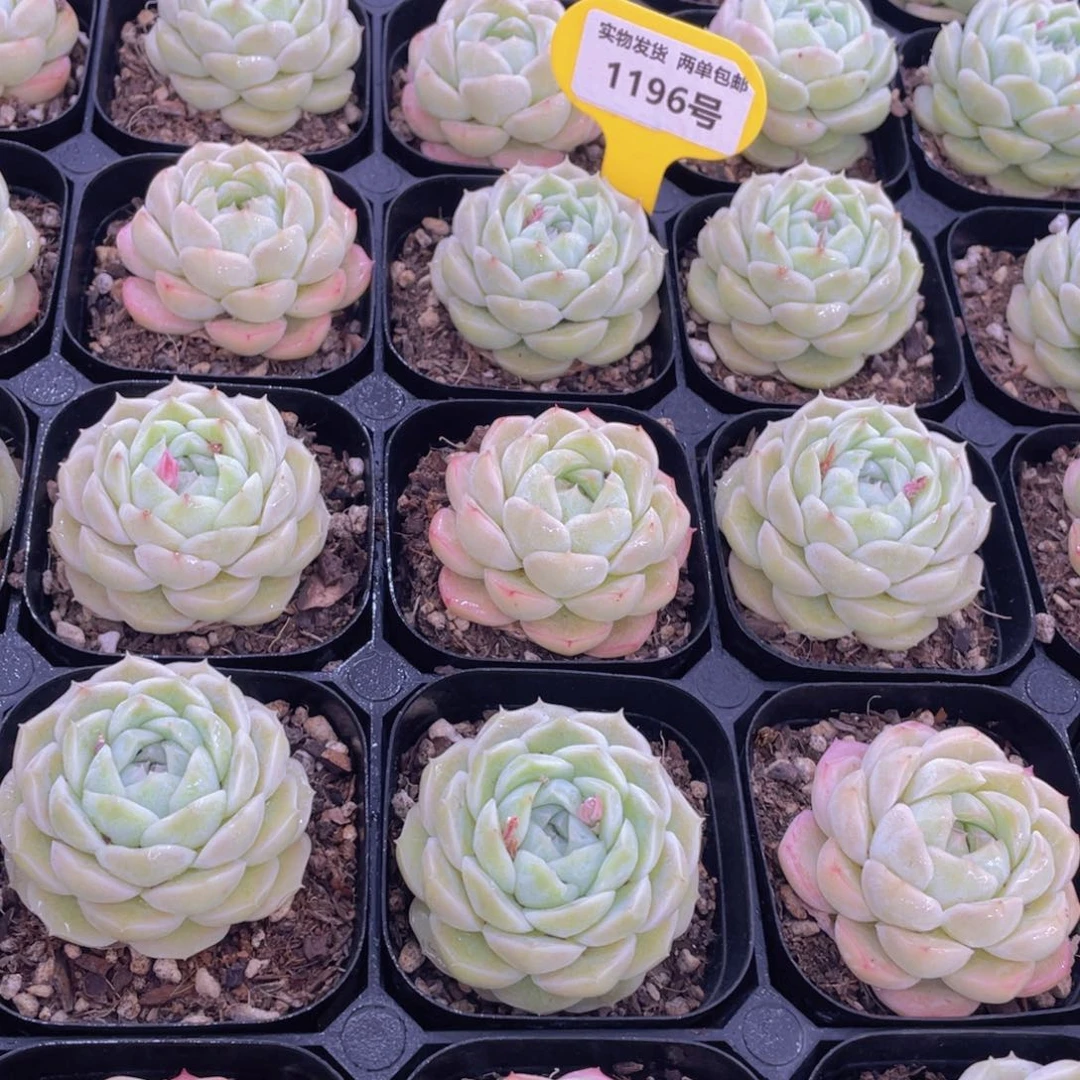 1196号 果冻白桃汽水单头一个