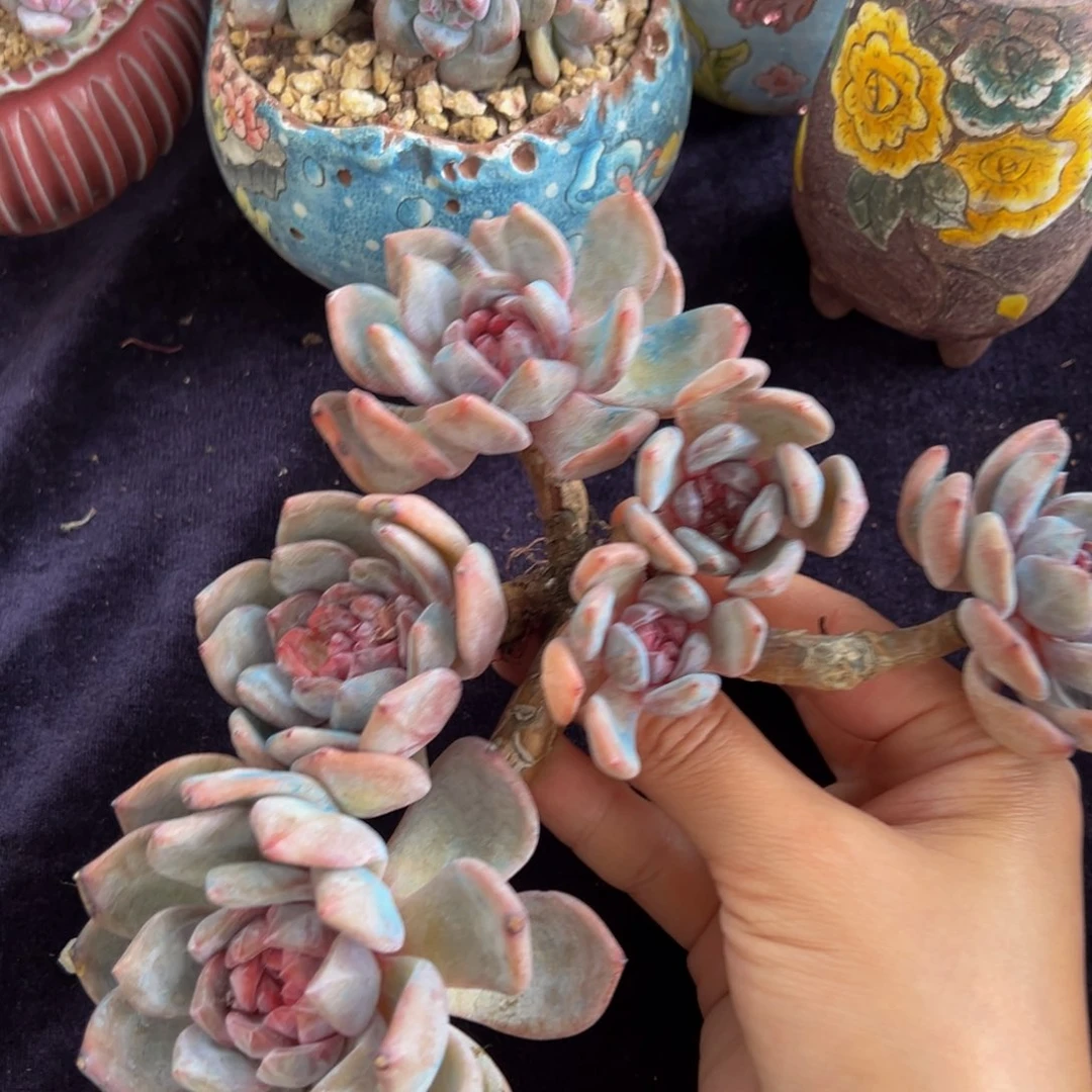 新年快乐 新年快乐 ，