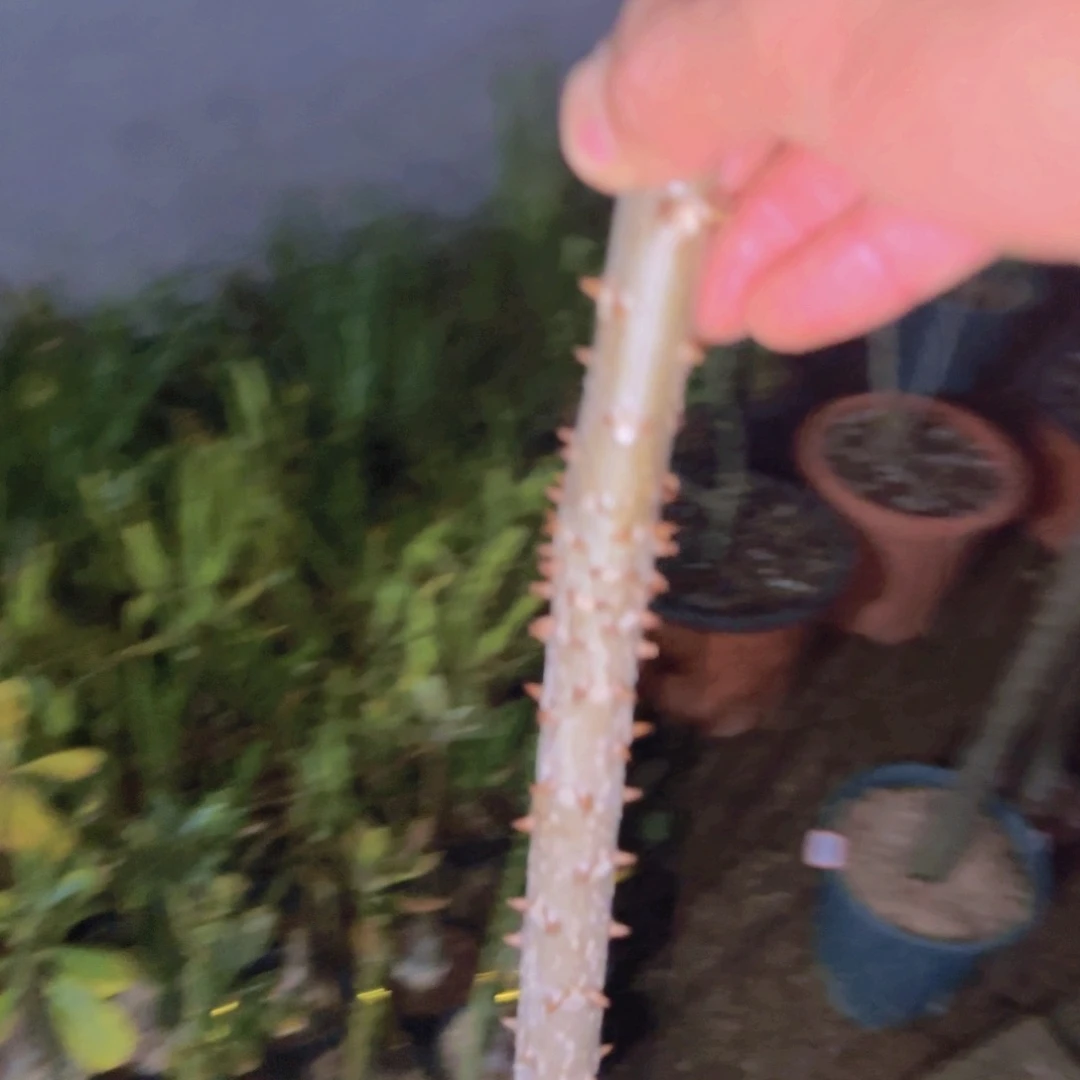 如*块根植物块根植物