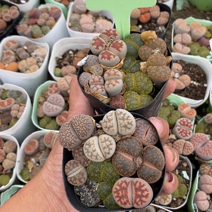 守*生石花等植物696