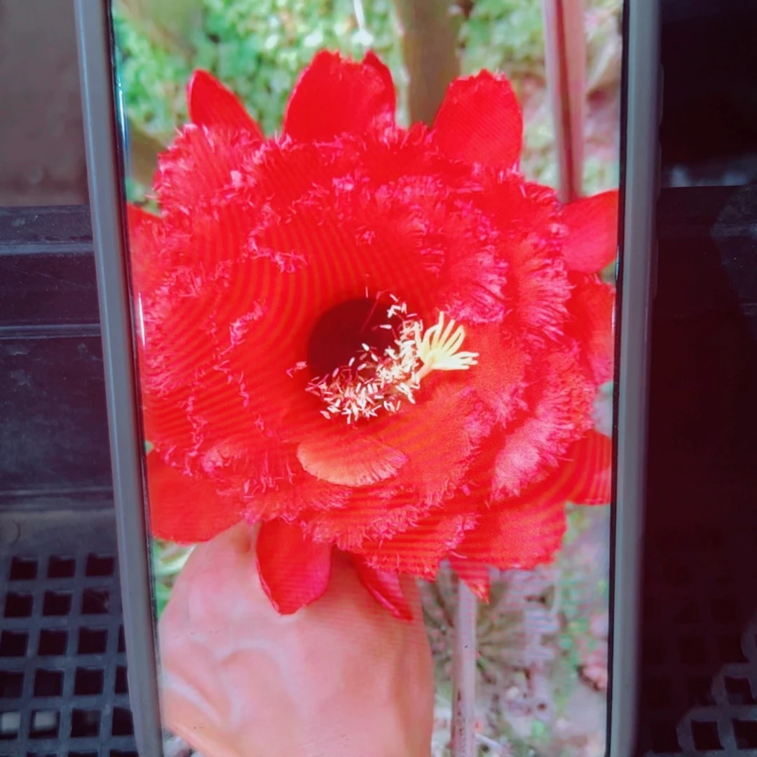 下89毛天狼星歪无根侧芽6公分左右20包邮