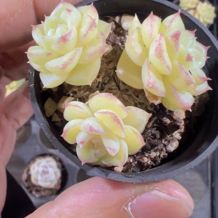 女王麦秆群精品多肉