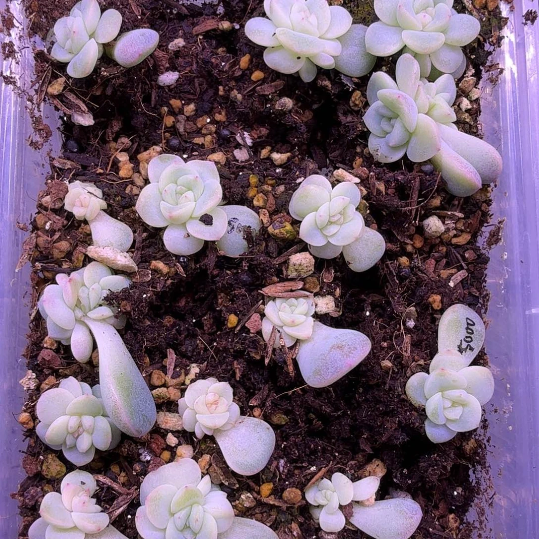 甜心5000叶插苗随机发1颗