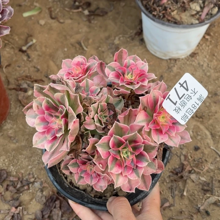 471粉女巫小手捧不圆1