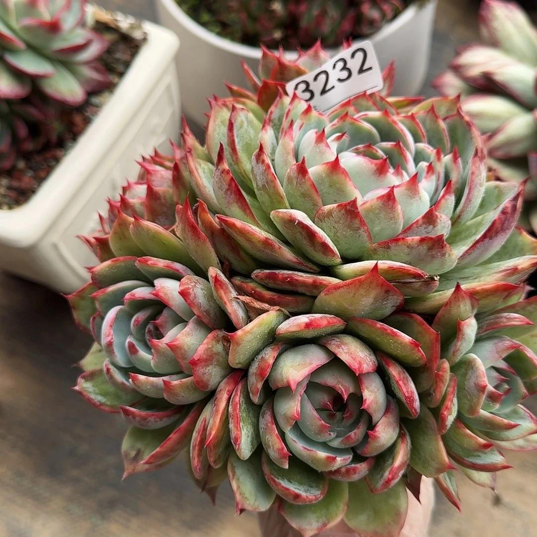 惊鸿仙子 3232.........