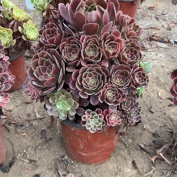 多肉植物金丝雀40