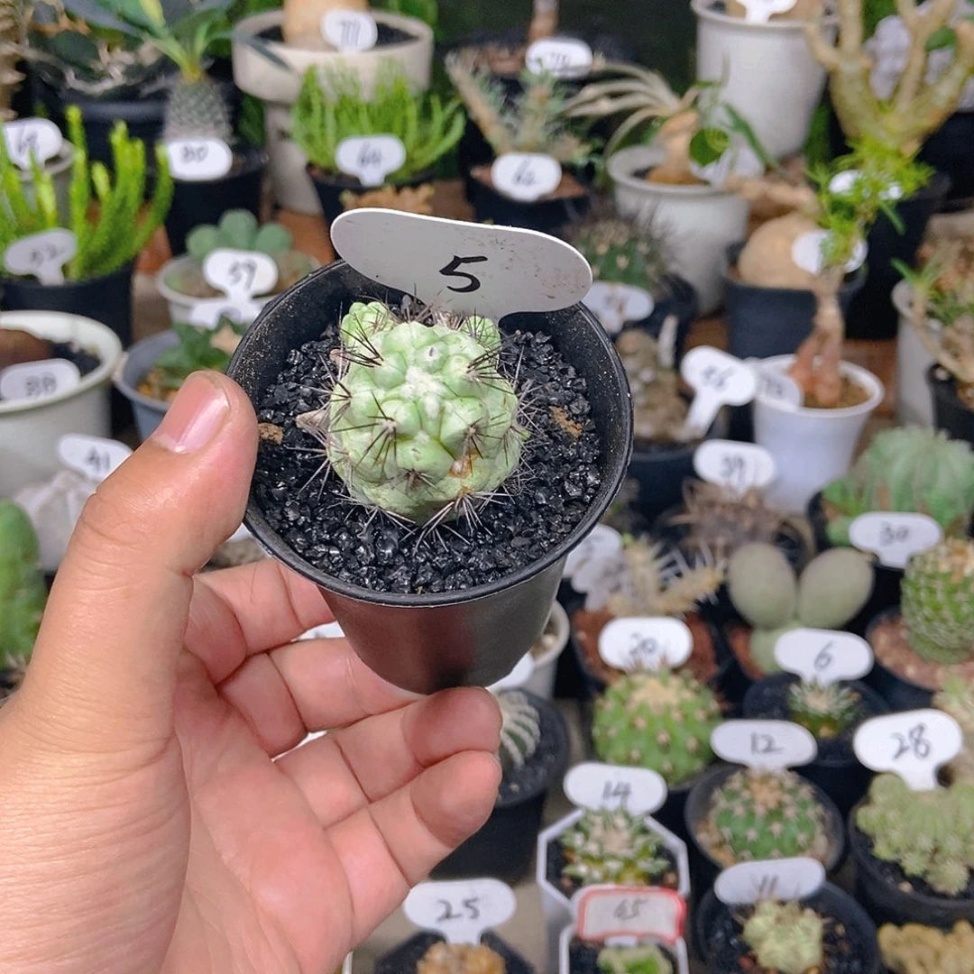 帝王丸一个一物一拍