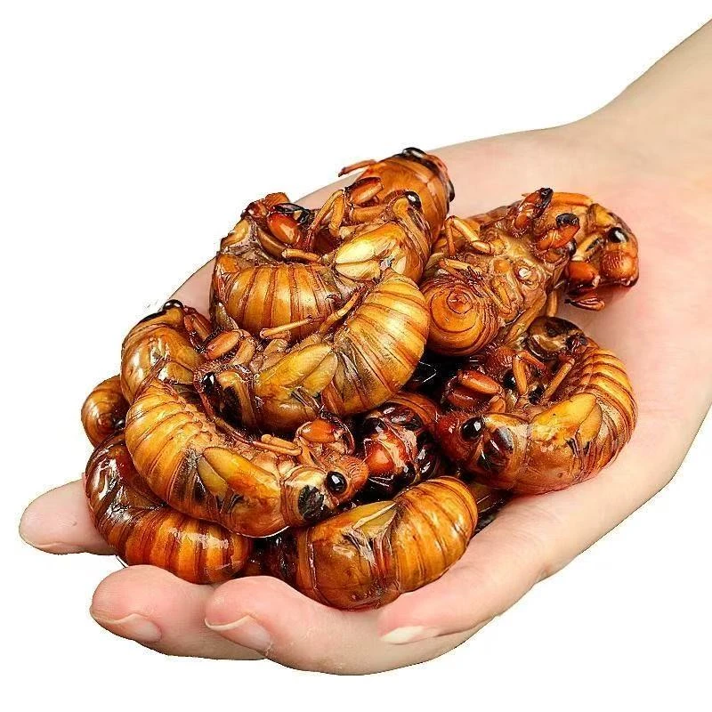 【知了猴】25年新鲜树林现抓知了猴 瓶装活体速冻 50/100只装