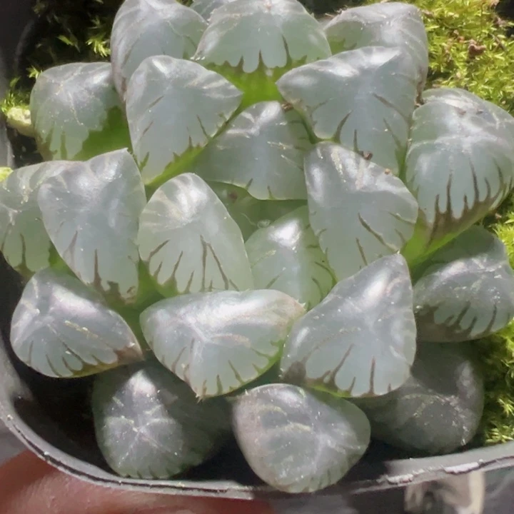 冰灯玉露精品多肉植物