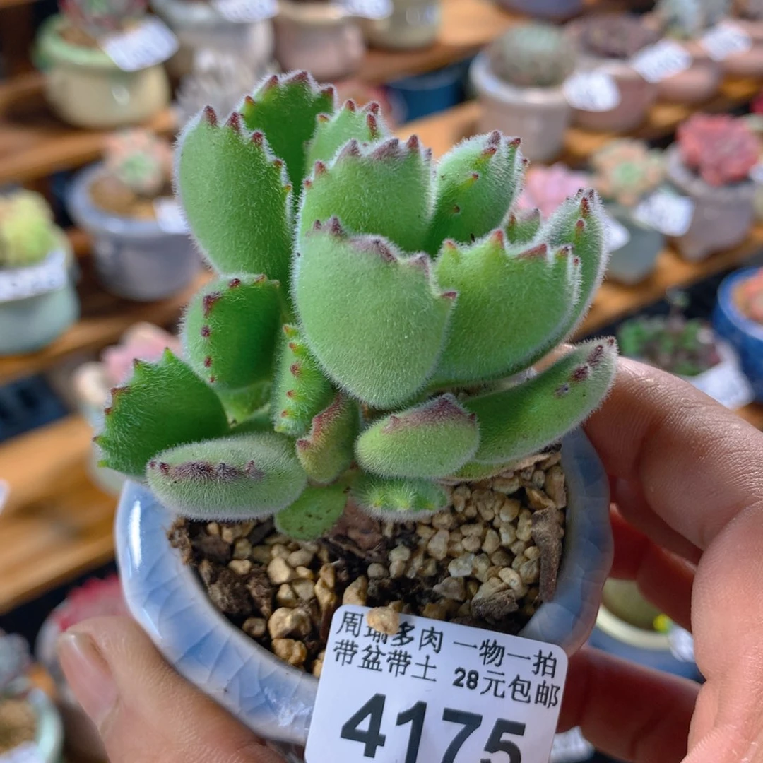 精控多肉植物4175
