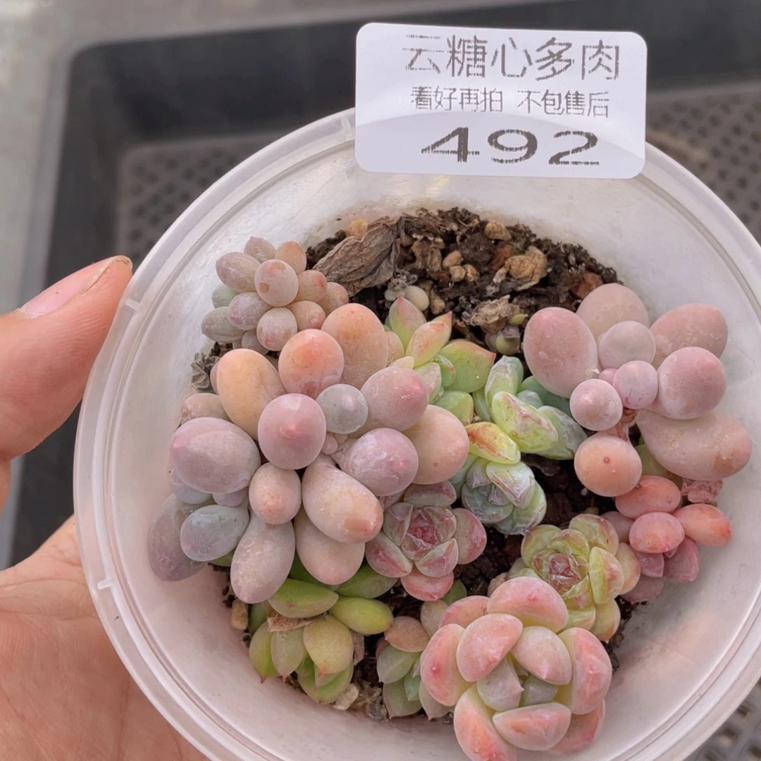 云糖心多肉植物492