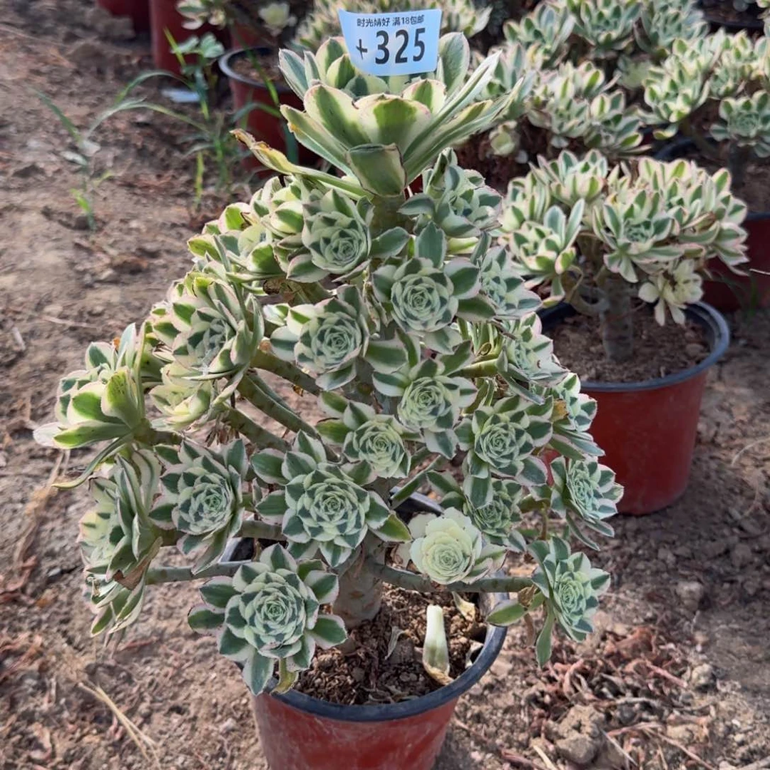 325保时捷多肉植物