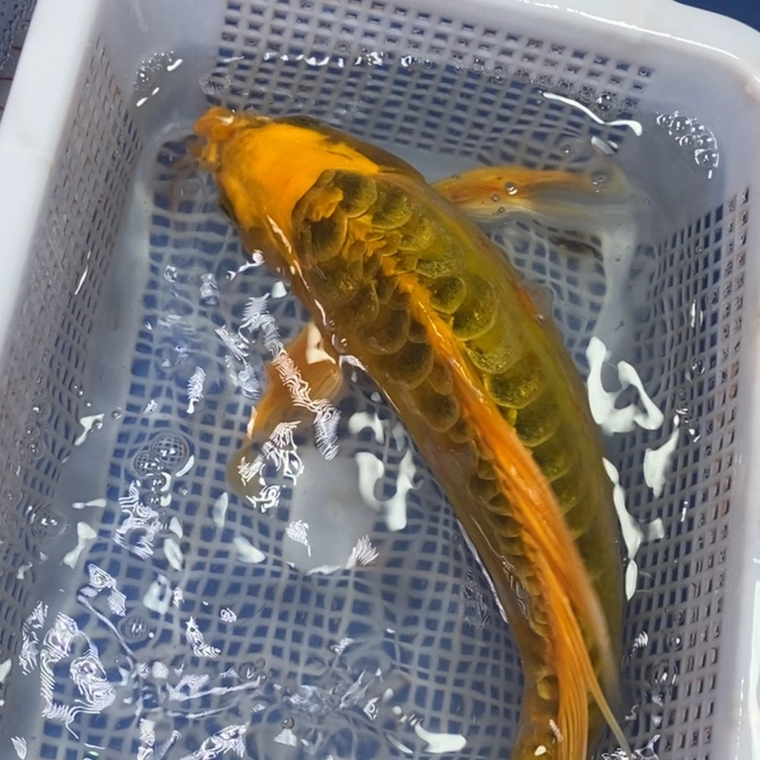 海水鱼冷水锦鲤包邮
