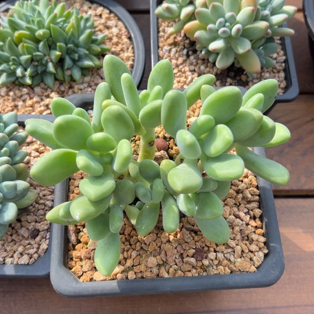 芒果奶11111111111111