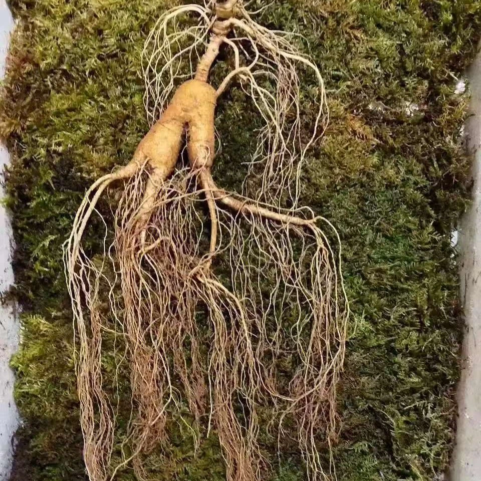 东北特产 人参 厂家直发