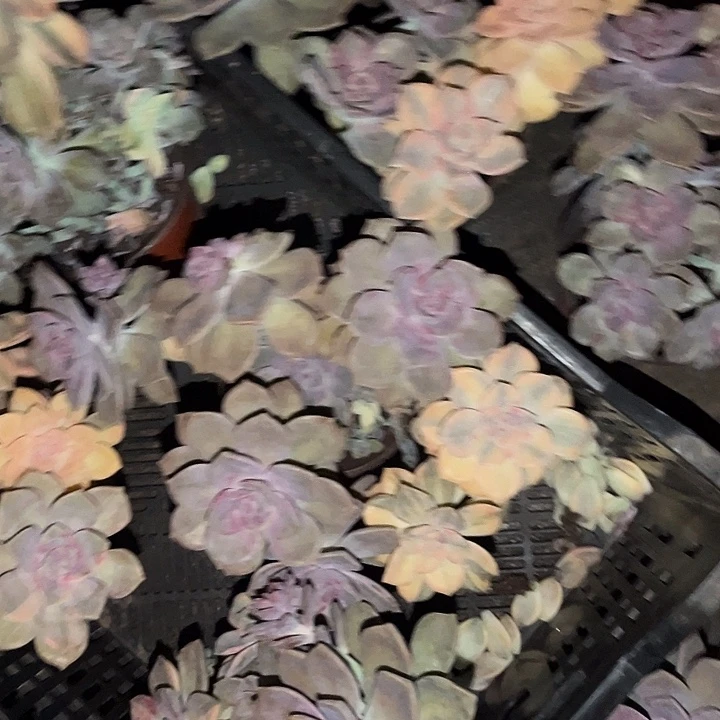 紫乐景18.88多肉植物