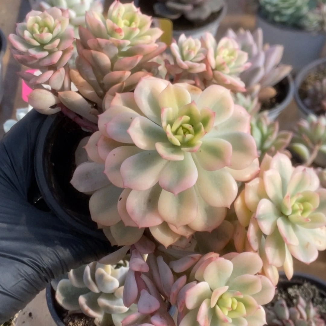 038红化妆锦锦锦锦