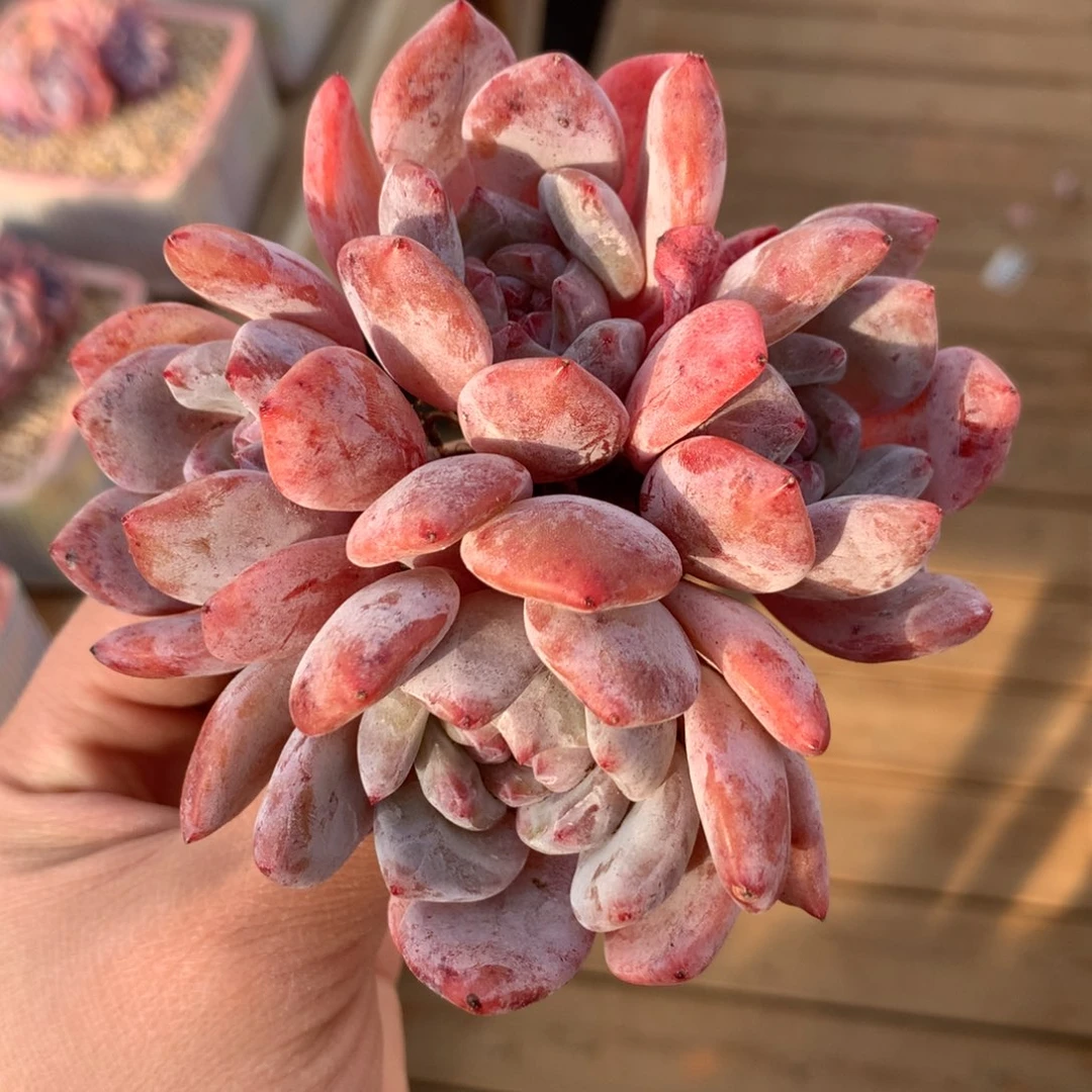 橙梦露一头一桩 4头有砍 特价