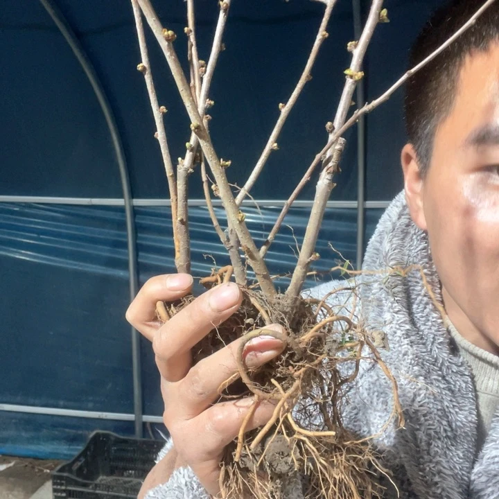 原生长寿宝海棠花一颗