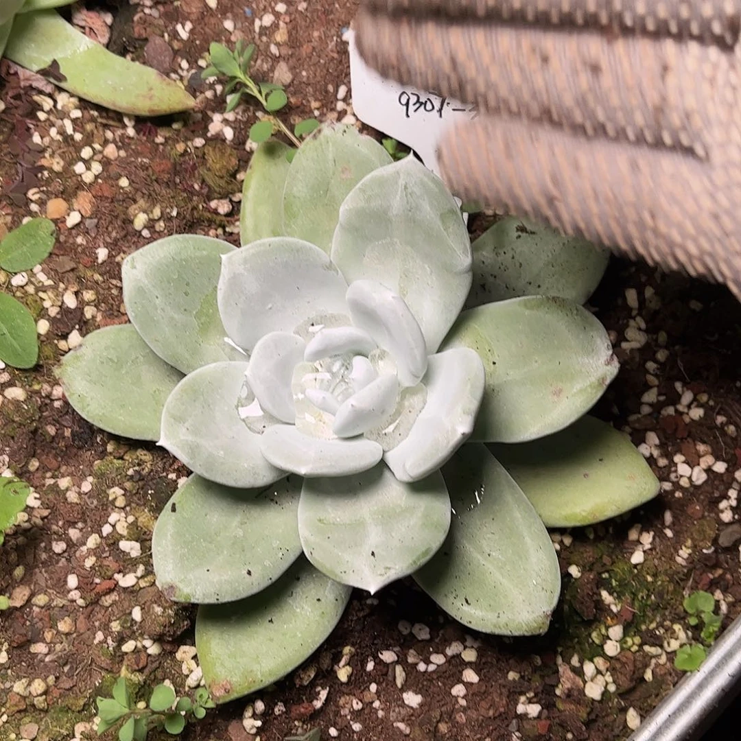 ?****?9307寄养帕翠啥多肉