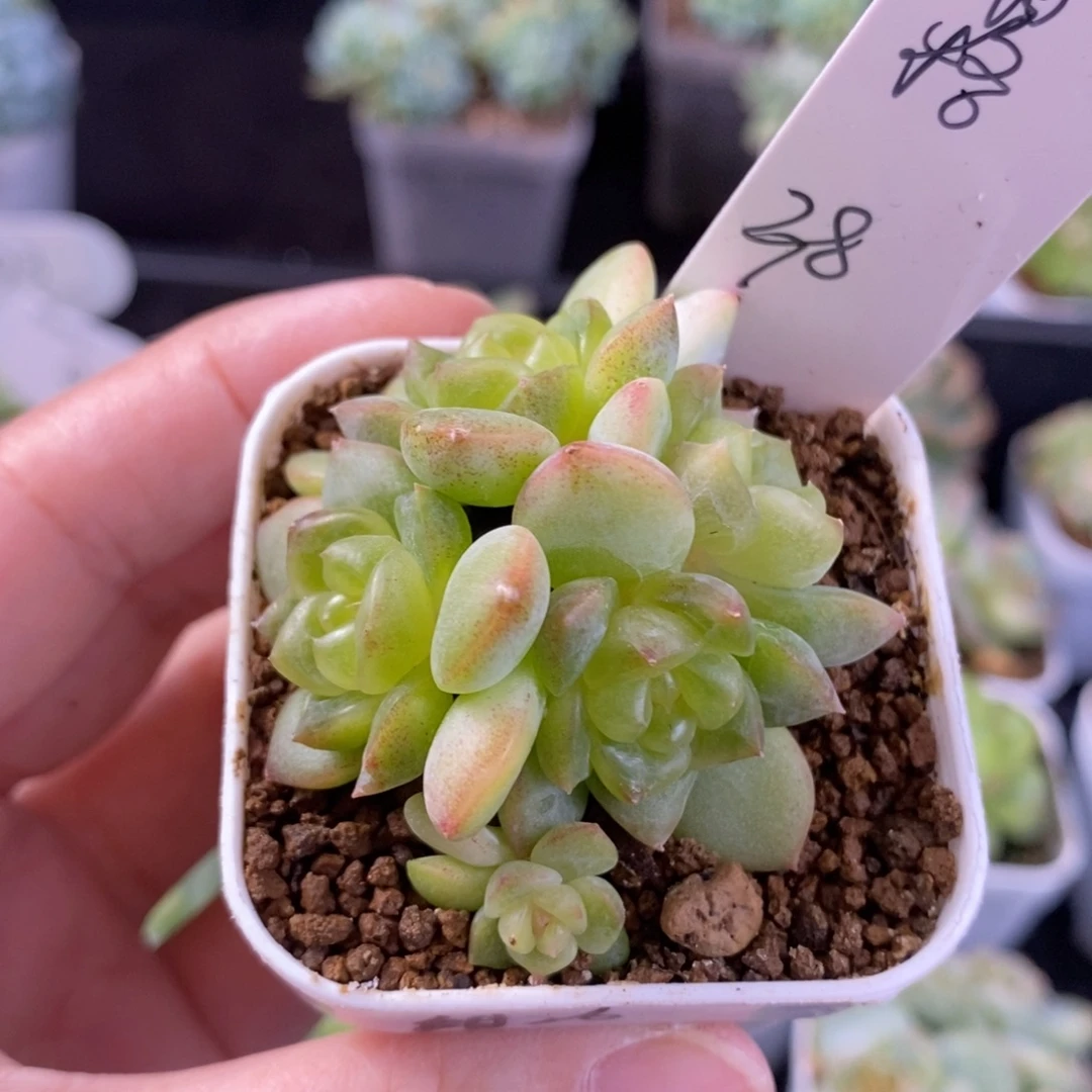 空***格空白格甜心26五头一颗