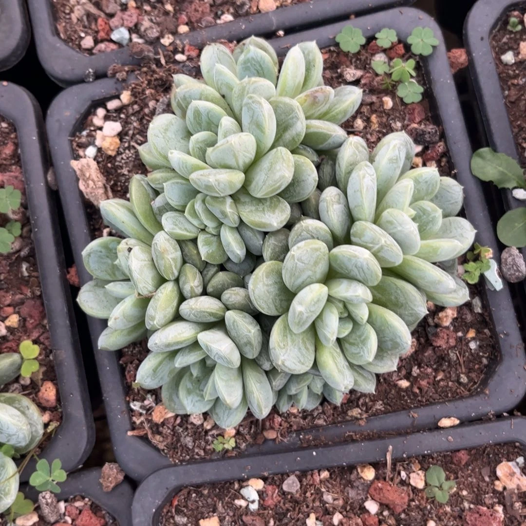 新疆西藏内蒙不包邮。百搭翡翠