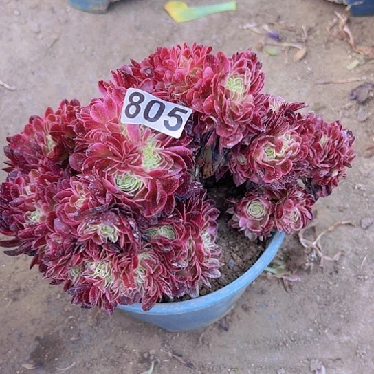 四***妹多肉植物一个法师