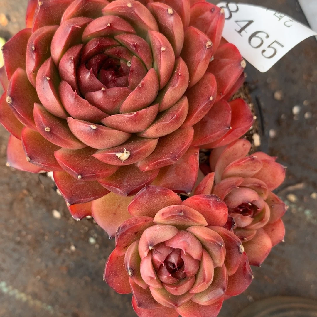 8465杂交多肉老桩