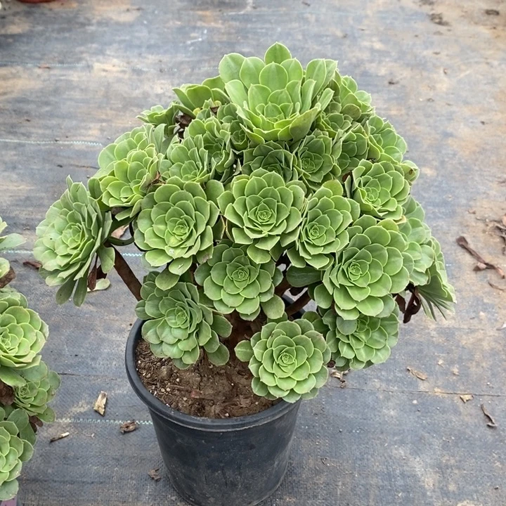绿羊绒多肉植物026