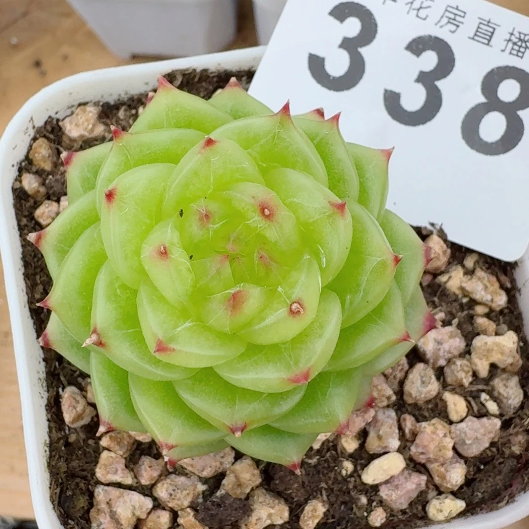杜若珍妮            精美多肉植物