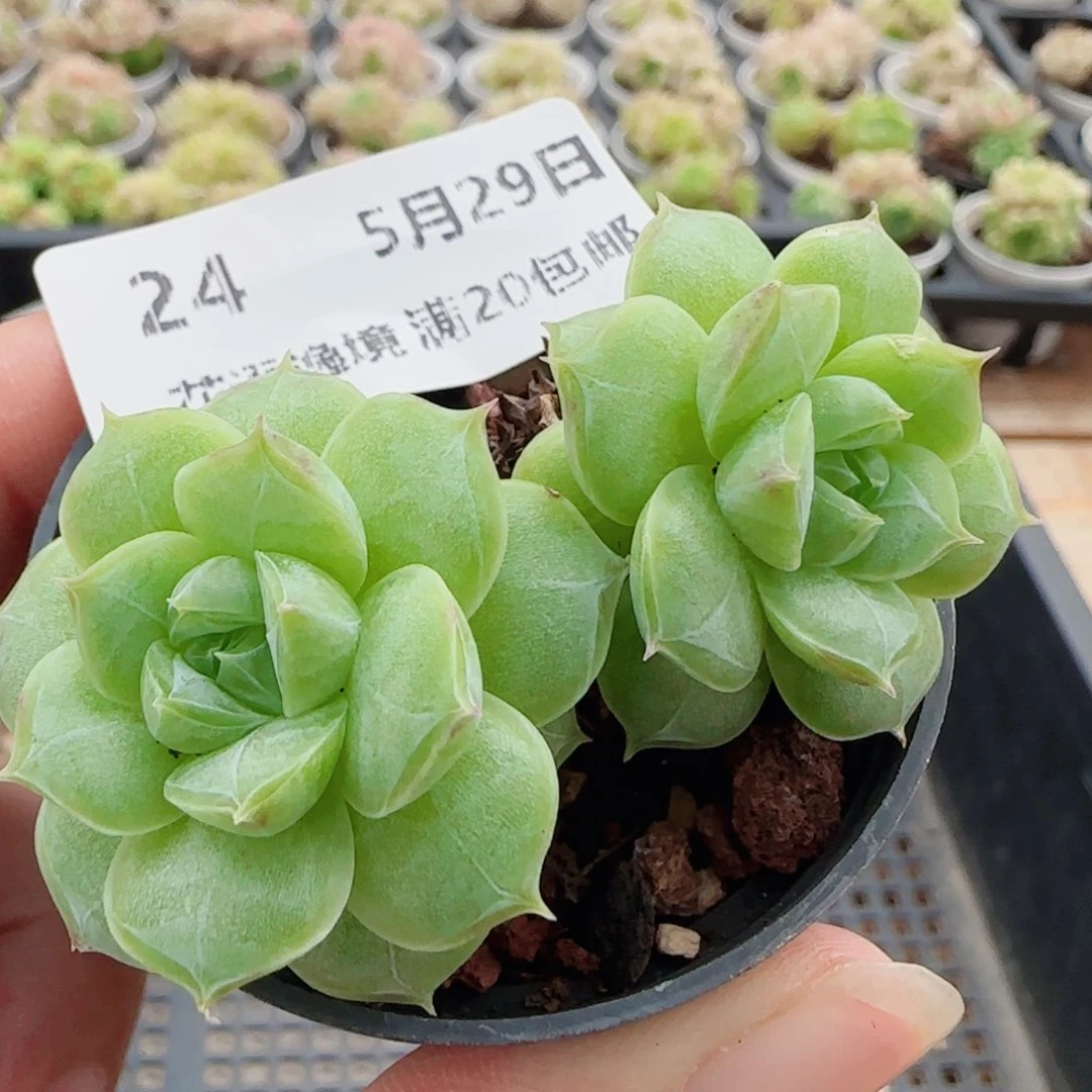 花语逸镜0529-24
