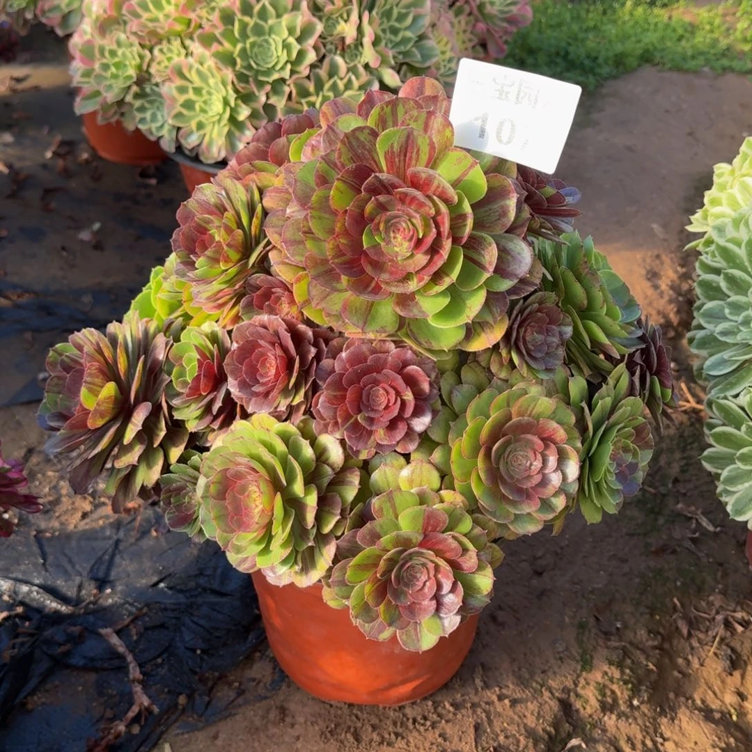 单**爸多肉植物107花月夜