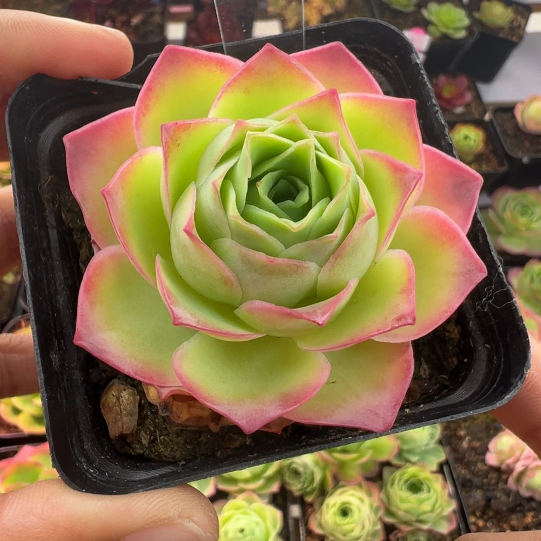 L30半城玫瑰魅影