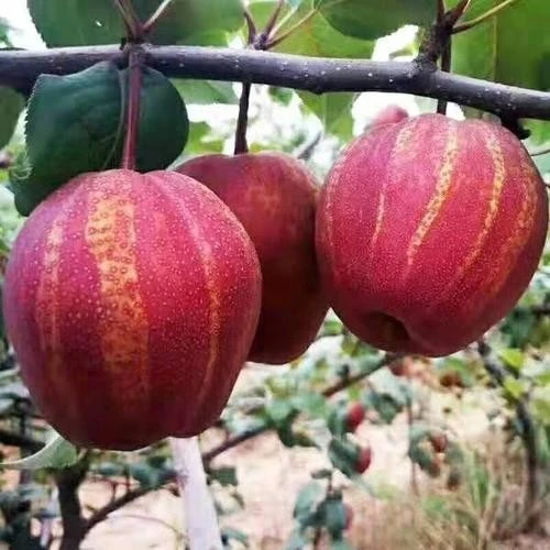 新品种梨树苗彩虹梨树苗南方北方种植盆栽地栽当年结果果树苗