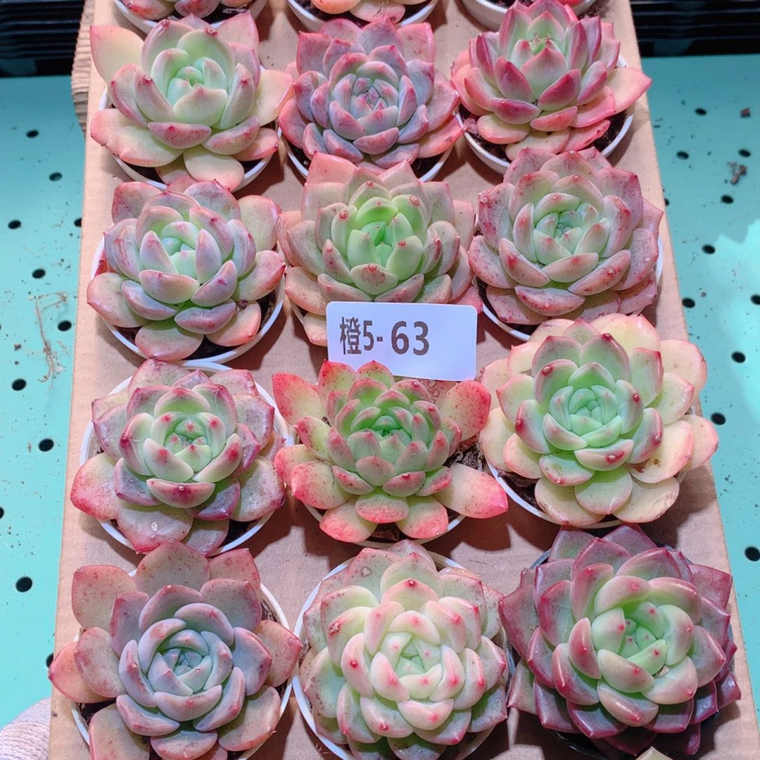 5-63一物一拍多肉带盆18颗