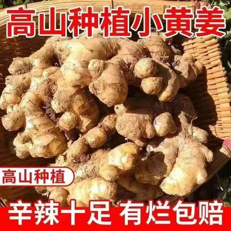 2025年久当季正宗云南现挖小黄姜新鲜当季蔬菜可做泡姜带箱发货