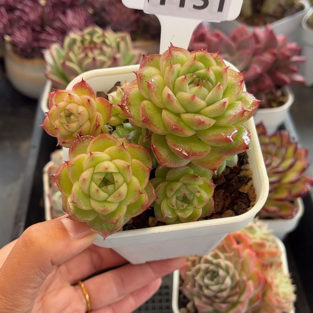 1151 天冷必拍保温箱